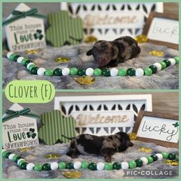 Clover - Dapple female Dachshund puppy in Indianapolis, Indiana from Homegrown Hoosier Kennels