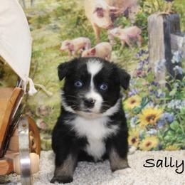Sally - Black tri female Miniature Australian Shepherd puppy in Ronan, Montana from Dirt Road Aussie’s of Montana