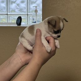 Rakoon - Cream and white Chihuahua puppy in Rochester, New York from Little Beauties