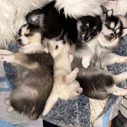 Pomsky Puppies from Lovely Pomsky
