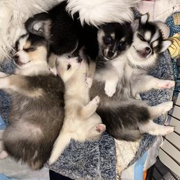 Pomsky Puppies from Lovely Pomsky