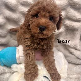Bear - Red  male Poodle puppy in Traverse City, Michigan from Riyem Wildflower Farms