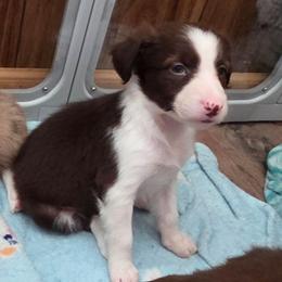 Cleo - Red female Border Collie puppy in Gary, Indiana from Lake Ridge Border Collies