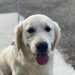 Luna - Golden Retriever