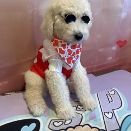 Valentino - White male Poodle puppy in Mobile, Alabama from Semmy’s Standard Poodle LLC