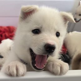 Girl 1 - female Siberian Husky puppy in Stone Mountain, Georgia from House Callihan-Walker Kennel