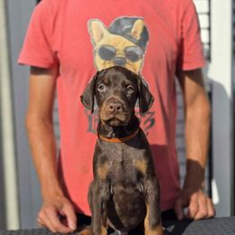 Orange Collar Boy - Red and rust male Doberman Pinscher puppy in Stow, Ohio from Imperium Dobermann