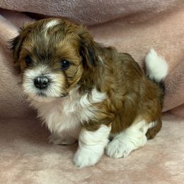 Rusty - Red male Havanese puppy in Maryville, Missouri from Dreamworks Havanese