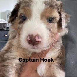 Aussiedoodle and Australian Shepherd Puppies from Loving Puppy Paws Kennel
