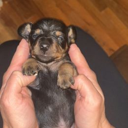 Dachshund Puppies from Cammy’s Dashing Doxies