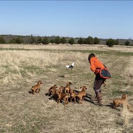 Wirehaired Vizsla Puppies from Cave Canis Kennels
