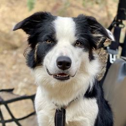 Story - Border Collie