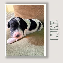 Luke - Black and white male Cavapoo puppy in Oak Island, North Carolina from Double Doodle Cavapoos