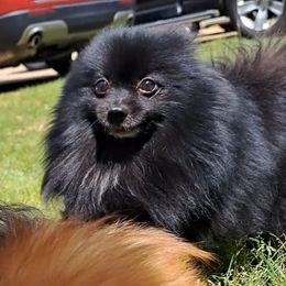 Atlas - Pomeranian