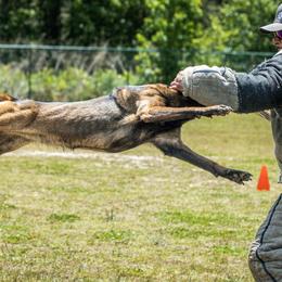Belgian Malinois and Dutch Shepherds from Berserker Malinois Kennel