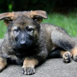 Oxana - Sable female German Shepherd puppy in Cumming, Georgia from Cainedelup