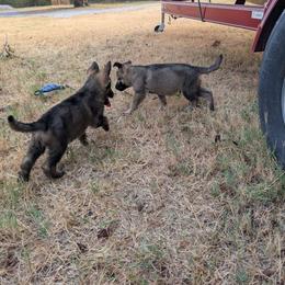 Odom's July Fireworks - Sable female German Shepherd puppy in Springtown, Texas from Odom's German Shepherds