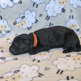 Boy 5 - male German Shepherd puppy in Waterloo, New York from Von Nikolaos German Shepherds