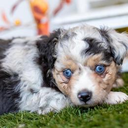 Charlotte - Blue merle female Toy Australian Shepherd puppy in Granbury, Texas from Best Little Aussies