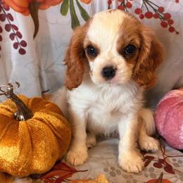 Ruby - Blenheim female Cavalier King Charles Spaniel puppy in Conway, Missouri from The Wright Snuggle