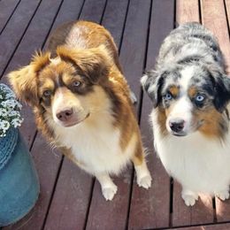 Miniature American Shepherds from Greenwood Acres Kennel