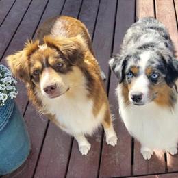 Miniature American Shepherds from Greenwood Acres Kennel