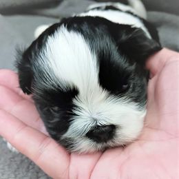 Huckleberry - Black and white Shih Tzu puppy in Parrish, Florida from Livingston Kennels
