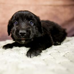 Rex - Black & white male Australian Shepherd puppy in Alvin, Texas from Gulf Coast Aussies