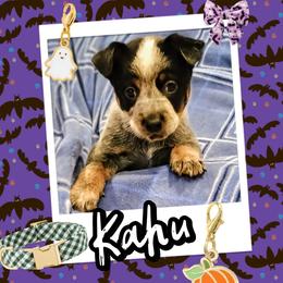 Kahu - Blue male Australian Cattle Dog puppy in Fife Lake, Michigan from Kurczak Farm LLC