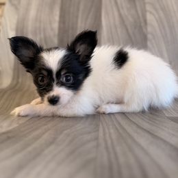 Girl 3 - White black and tan female Papillon puppy in Joshua, Texas from Summertime Kennels