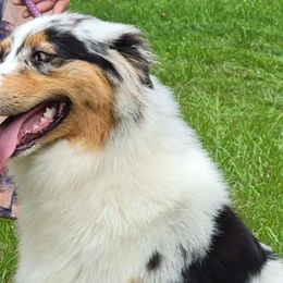 Chloe - Australian Shepherd