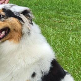 Chloe - Australian Shepherd