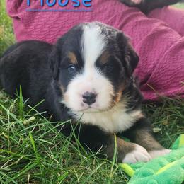 Moose - Black rust and white male Bernese Mountain Dog puppy in Auburn, Indiana from Swamp Creek Berners