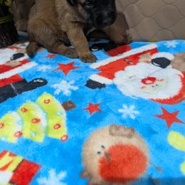 Green male - Mahogany male Belgian Malinois puppy in Paynes Corner, Virginia from Von-Zito Belgian Malinois