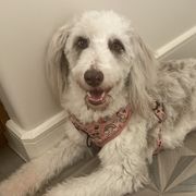 Aussiedoodles, Bordoodles, Goldendoodles, and Poodles from Calena’s Doodle Pups