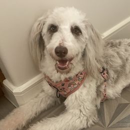 Aussiedoodles, Bordoodles, Goldendoodles, and Poodles from Calena’s Doodle Pups