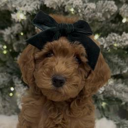 Scarlet Sweetie she'd be our PICK of litter - Red  female Goldendoodle puppy in Mayfield, Utah from Ruff Country Doodles