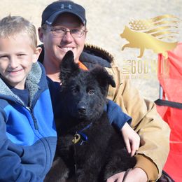 German Shepherd Puppies from Haus Godwin