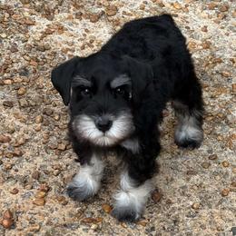 Velvet - Black and silver female Miniature Schnauzer puppy in Atlanta, Georgia from Axcium Miniature Schnauzers