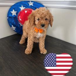 Orange Heart - Apricot male Goldendoodle puppy in Germantown, Maryland from Honey Blossom Doodles