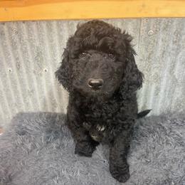 Mint collar - Black male Goldendoodle puppy in Clarksville, Iowa from Iowa Heartland Doodles