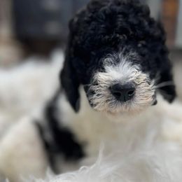Goldendoodle and Poodle Puppies from Elizabeth Rocha's Doodles