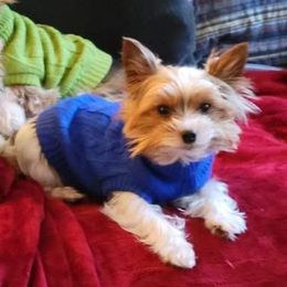 Charlie - Yorkshire Terrier