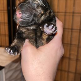 German Shepherd Puppies from RED’s German Shepherds
