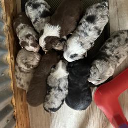 Australian Shepherd Puppies from South Dakota Creekside Australian Shepherds