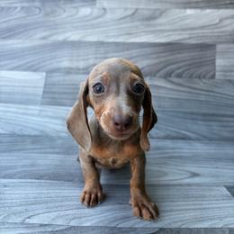 Dachshund puppies from White Oak Kennels