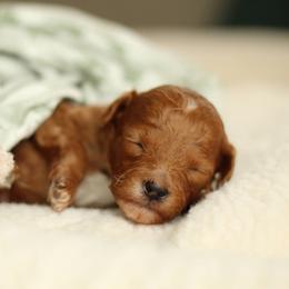 Baby boy - Red  male Goldendoodle puppy in Eagle Mountain, Utah from Lady Paws Puppies