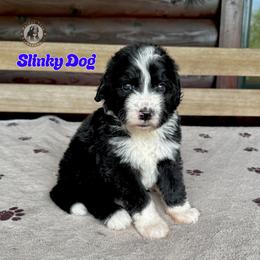 Slinky Dog - Black and white male Bernedoodle puppy in Banner Elk, North Carolina from Walnut Tree Bernedoodles