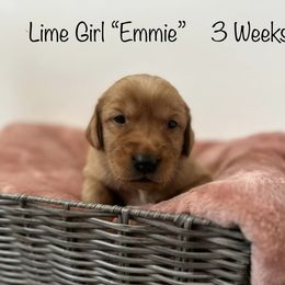 Golden Retriever Puppies from Gold Treasure Retrievers