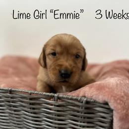 Golden Retriever Puppies from Gold Treasure Retrievers